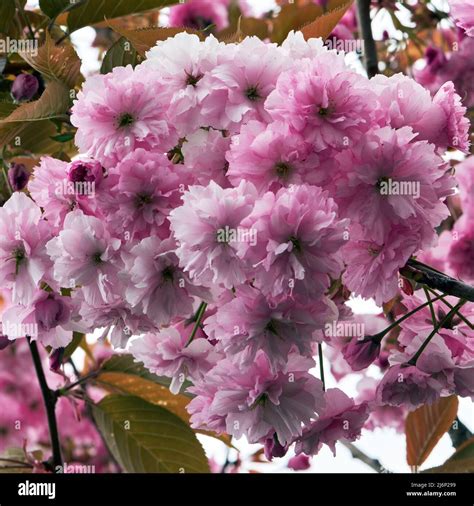 Japanese Flowering Cherry Stock Photo - Alamy