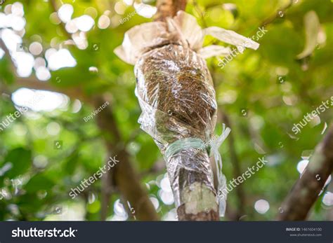 Bud Plant Propagation Mango Tree By Stock Photo 1461604100 Shutterstock