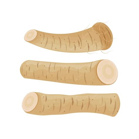 Premium Vector | Vector Illustration Logo Clipart Horseradish Root Isolated