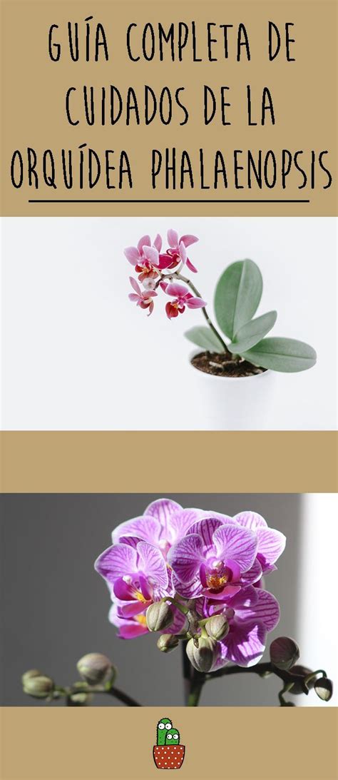 Gu A Completa De Cuidados De La Orqu Dea Phalaenopsis Orquidea