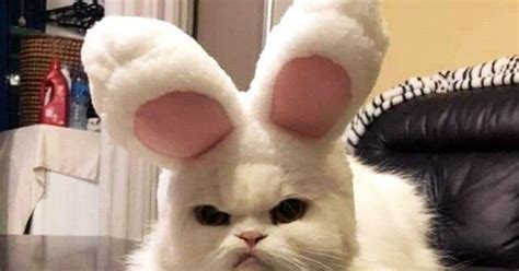 Котики))) | Пикабу