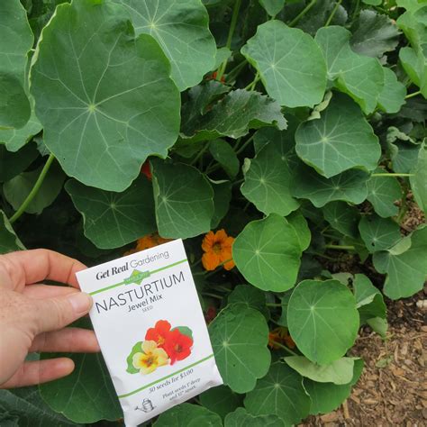 Companion Plants for Tomatoes and Peppers – Sandia Seed Company