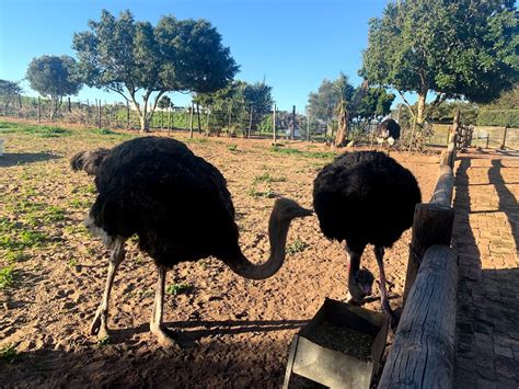 Cape Town Ostrich Ranch in the city Cape Town