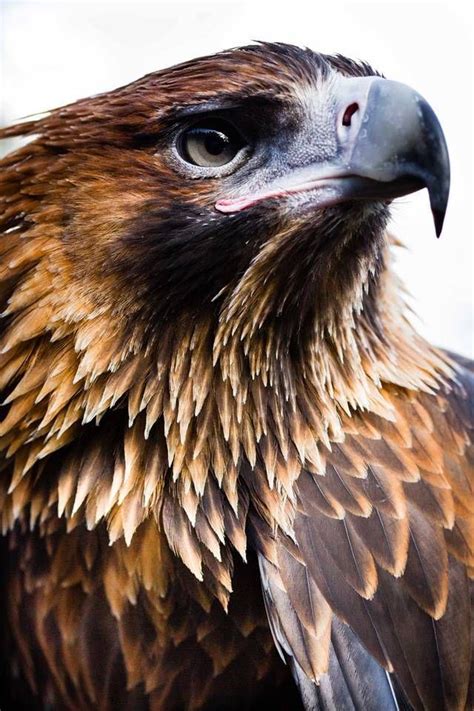 types of eagles - Eagles are larger than buteo hawks, with some having