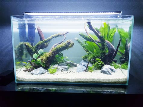 My first tank in a couple of years and my first try at aquascaping, really looking forward to ...