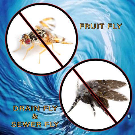 How To Clean Drain Fruit Flies Best Drain Photos Primagemorg