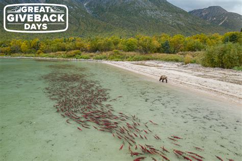 Help Conserve Vital Salmon Habitat During Orvis Great Give Back Days ...