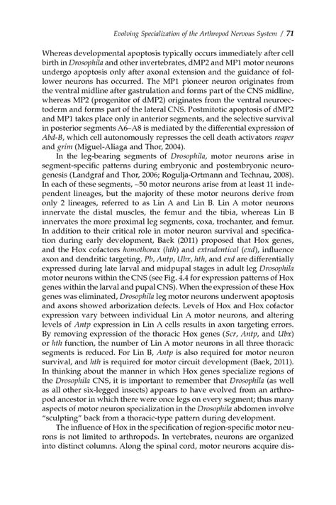 4 Evolving Specialization Of The Arthropod Nervous System Erin Jarvis