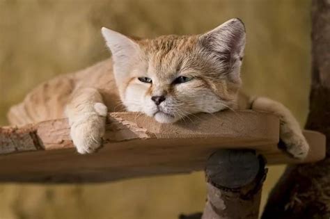 Барханный кот: описание, фото, уход, характер, цена - kisa.su