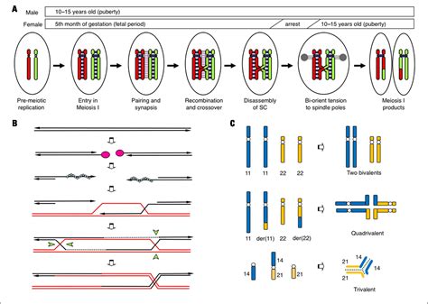 Failure Of Homologous Synapsis And Sex Specific Reproduction Problems Semantic Scholar