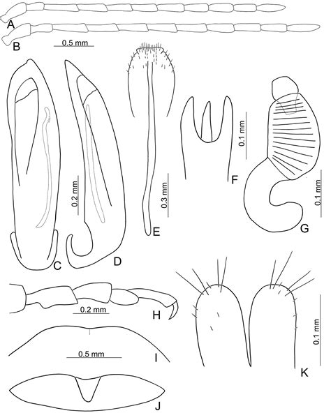 Revision Of The Genera Xanthogaleruca Laboissière 1932 And Pyrrhalta Joannis 1865 Coleoptera