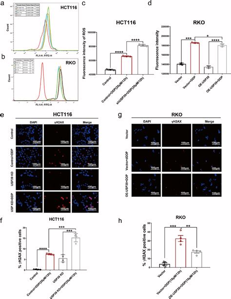 Effect Of USP39 Expression On Oxidative Stress And DNA Damage Response