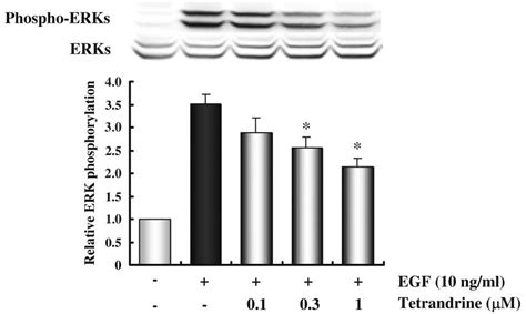 Effect Of Tetrandrine On Egf Induced Erk Phosphorylation Jb Cl