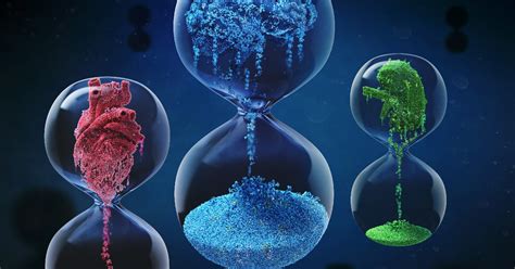 Understanding Varying Rates Of Organ Aging And Disease Risk Veerone