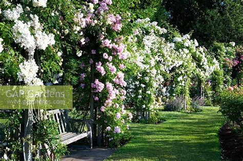 Queen Marys Rose Ga Stock Photo By Marcus Harpur Image 0425090