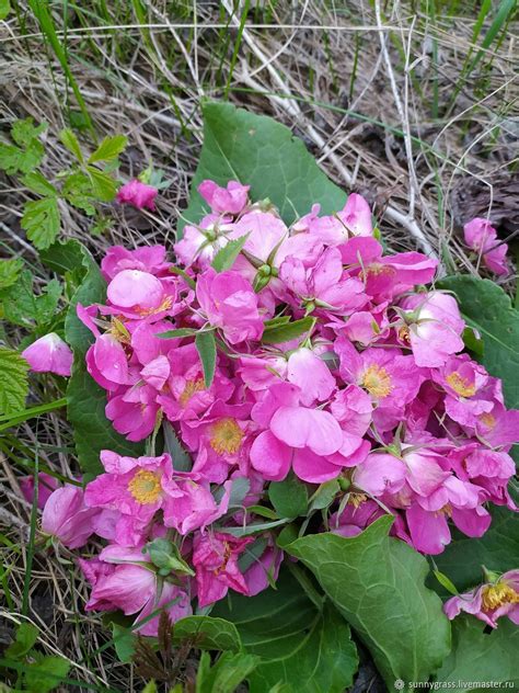 Цветы шиповника 10 гр в интернет-магазине на Ярмарке Мастеров | Травы ...