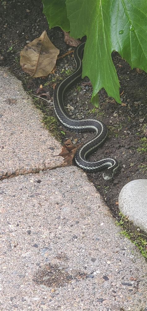 Can anyone ID this snake? Seattle, WA : r/snakes