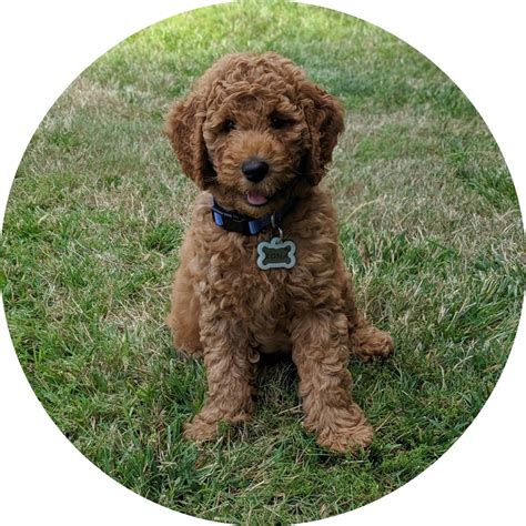 Micro Goldendoodle Puppies For Sale: Top 6 Breeders!