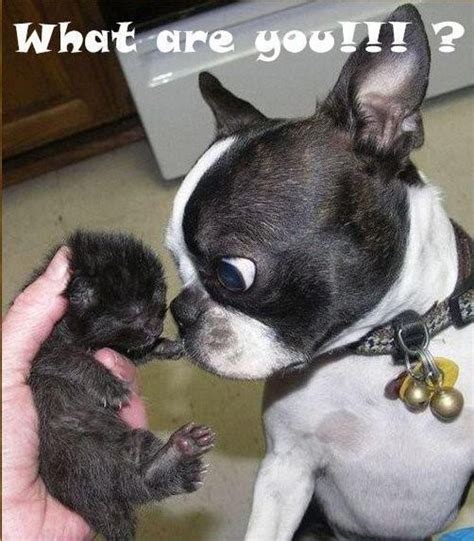 boston terrier funny quotes images  pinterest adorable animals funny animal