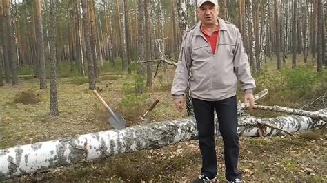 Где взять бесплатно ведро березового дегтя