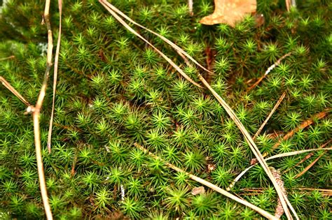 About Us Naked Mushroom People