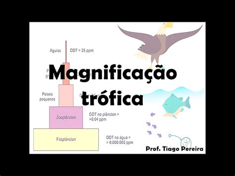 O Que É Magnificação Trófica - MAPA MENTAL SOBRE MAGNIFICAÇÃO TRÓFICA - Maps4Study