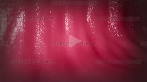 Ejaculate And Sperm In Vagina Animati Stock Video Science Source Images