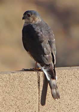 Cooper's Hawk Hunting in Yard - FeederWatch