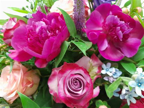 Funeral Notice of RIDDLESWORTH Shirley Ann | Andrew Smith Funeral Services