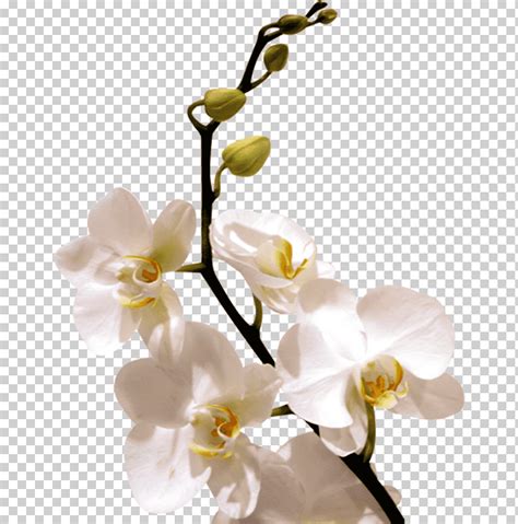 Orquídeas blancas resolución de pantalla de WhatsApp flores de