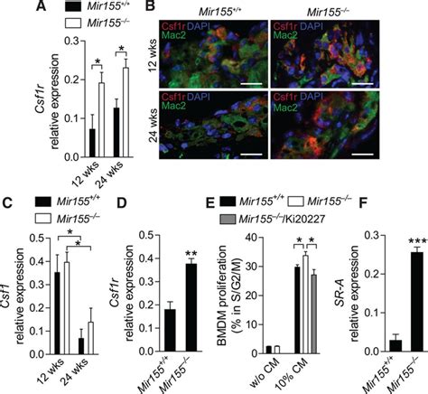 Regulation Of Csf1r And Bcl6 In Macrophages Mediates The Stage Specific