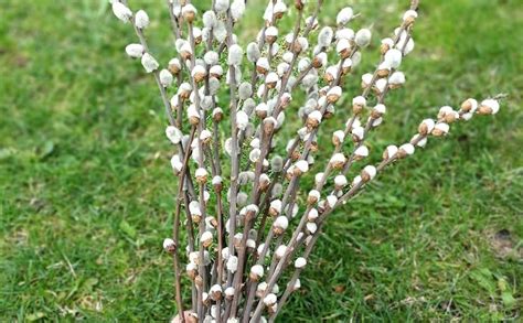 Amazon Branches Pussy Willow Branches For Vases Inches Natural Dried Pussy Willows