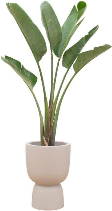 Strelitzia Augusta Inclusief Elho Pure Coupe Beige Potmaat Cm