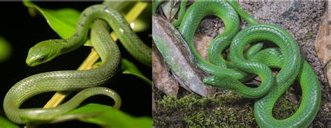 Common Snakes Found In Hong Kong Bird Watching Hq