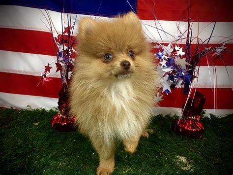 Pomeranian Frontier Pets