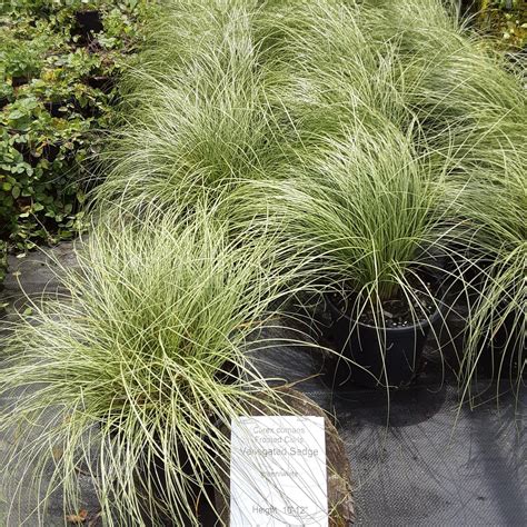 Carex Frosty Curls