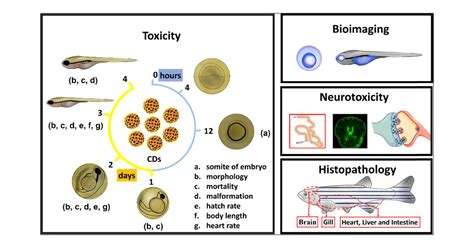 Zebrafish: A Promising Real-Time Model System For, 50% OFF