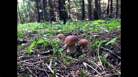 Белые грибы еловые! Шикарный еловый лес, животные, прекрасные грибы ...