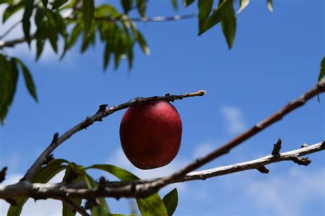 Tree Blue Sky Fruit Free Photo On Pixabay Pixabay