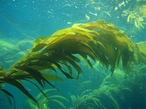 Kelp; Algues KELP