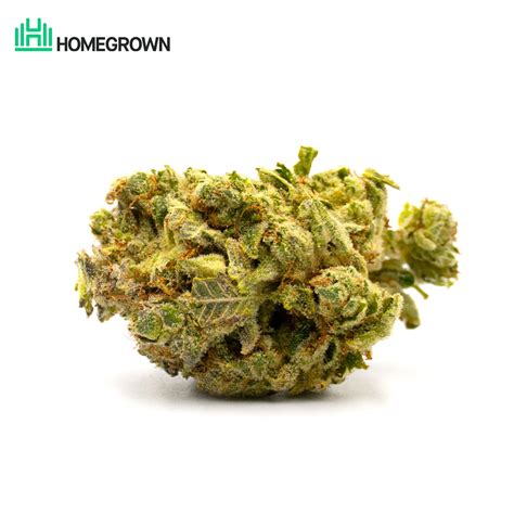 AK-47 Feminized Seeds - The Southern Maryland Experience Hemp