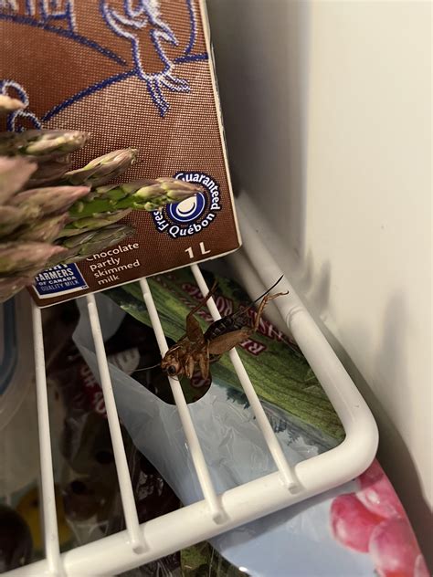 what is this big guy I found above my grapes in my fridge? Quebec