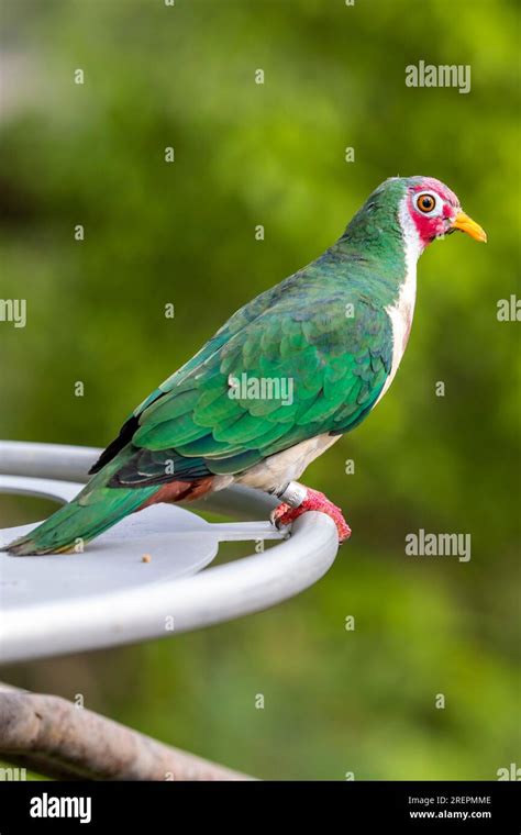 The Jambu Fruit Dove Ptilinopus Jambu Is A Smallish Colourful Fruit