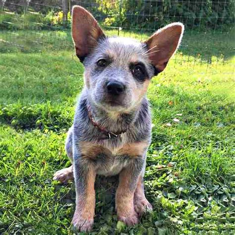 Pastor Ganadero Australiano El Cattle Dog Leal Y Familiar Smylepets