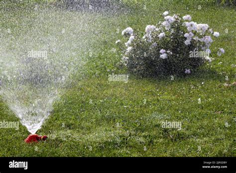 Automatic watering system of garden plants Stock Photo - Alamy