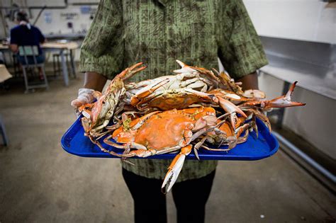 Crab Feasts | Blackwater Adventures Chesapeake Bay