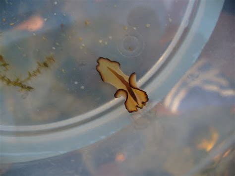 Naturescouter Naked Hermit Crab Nhc S Sentosa Guided Walk