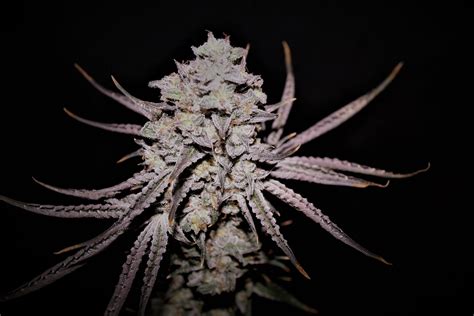 Pussy Galore F Twinkle Tarts X Guava Melt Feminized Seeds DCSE