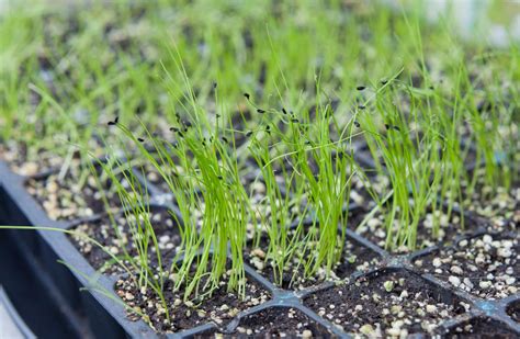 What Are Onion Seeds Storables