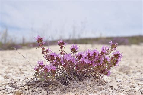 Thymus calcareus - Изображение особи - Плантариум